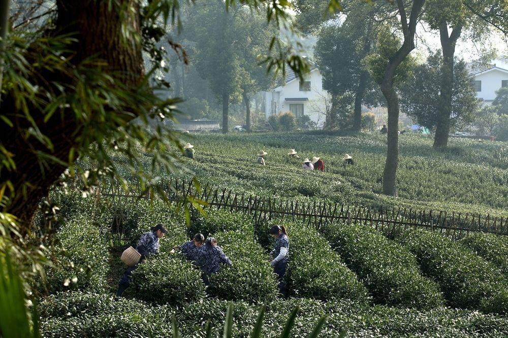 Landison Longjing Resort 항저우 외부 사진
